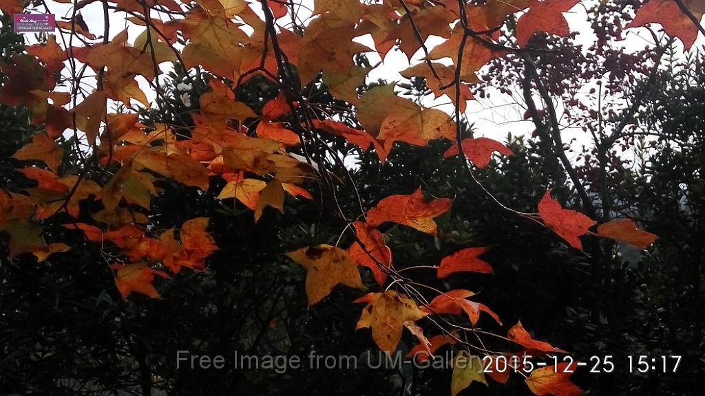20151225red leaves-IMG_151759.jpg